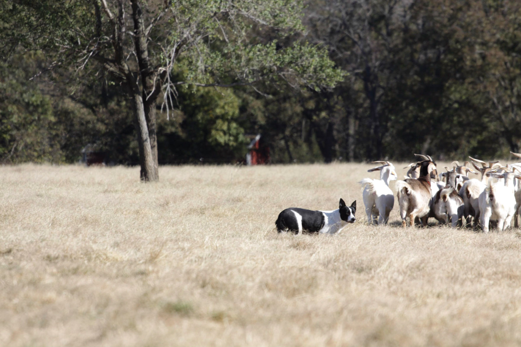 Stock Dogs